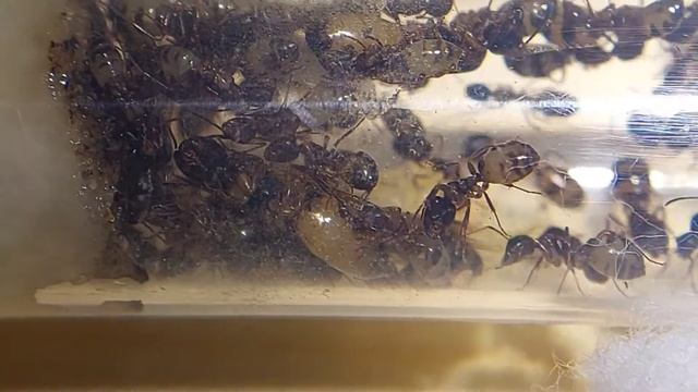 Moving Day! Camponotus Subbarbatus смотреть онлайн