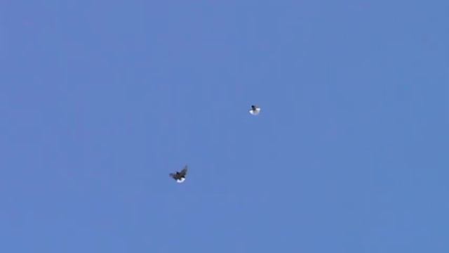 Голуби Приазовье Голубедром смотреть онлайн