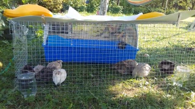 Putpelės voljere/ перепела в вольере смотреть онлайн