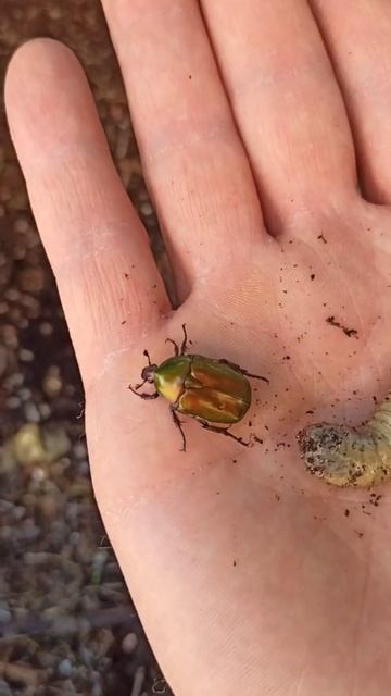 Cetonia larva e adulto смотреть онлайн