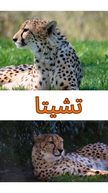 "استكشاف اللغة الإنجليزية بواسطة الحيوانات: تعلم بسهولة ومرح" #اللغة_الانجليزية #animals #learning смотреть онлайн