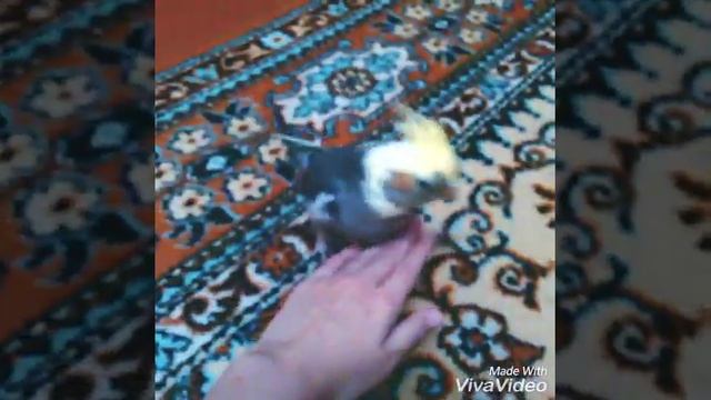 СОС СОС СОС!! смотреть онлайн