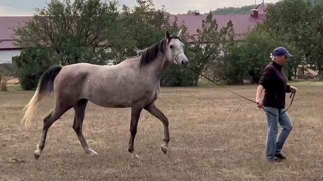 полька терск смотреть онлайн