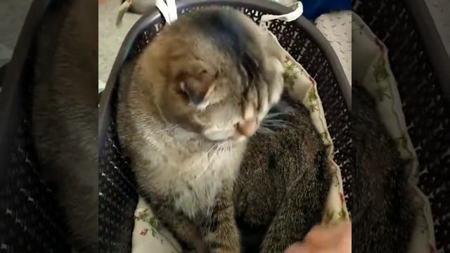 Скоттиш фолд. Питомник Мелоди Соул г Казань смотреть онлайн