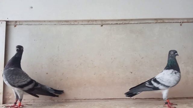 31 октября 2019 г.Гнездо 20-рабочие смотреть онлайн