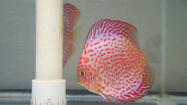 Golden/Classic Leopard Discus Breeding Pair смотреть онлайн