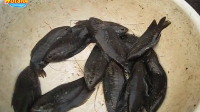 ตลาดเช้าของชาวพะเยา(Phayao Market) смотреть онлайн