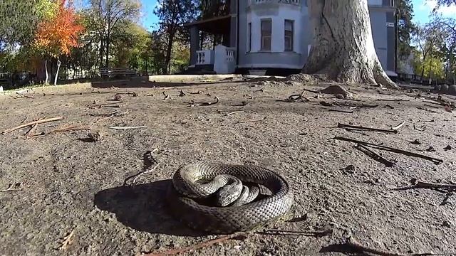 Гадюка. The Viper смотреть онлайн