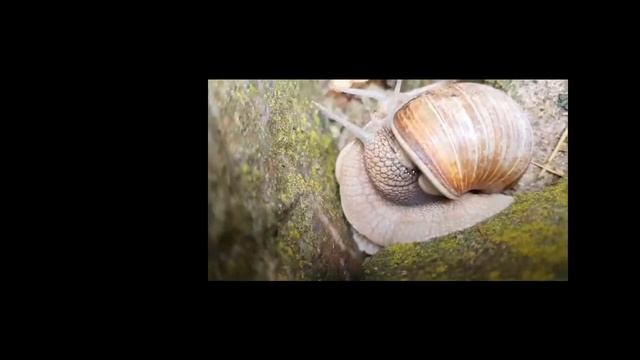 Helix pomatia námluvy смотреть онлайн
