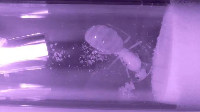 COCDESHIJIE-Myrmecocystus mexicanus live stream 24/7 смотреть онлайн