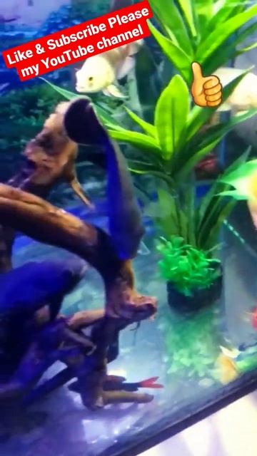 Black tetra shark Fish | Baby Oscar Fish | Parrot Fish | Green Terror fish | #story #fish #stort смотреть онлайн