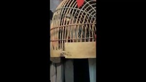 Овози кабк. Голос кеклик как поёт!