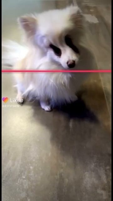 Смешная собака #funny #shorts смотреть онлайн