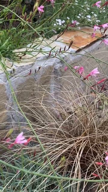 Гаура упала на осоку #гаура # осока смотреть онлайн