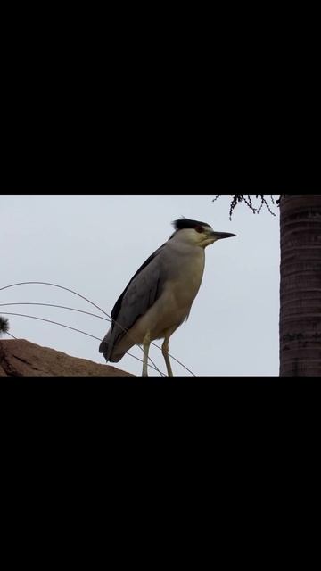 Night Crowned Heron vs Anti bird Device at SeaWorld, San Diego #shorts смотреть онлайн