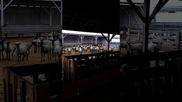 Красивые места🐏 для барашка😲👍 смотреть онлайн