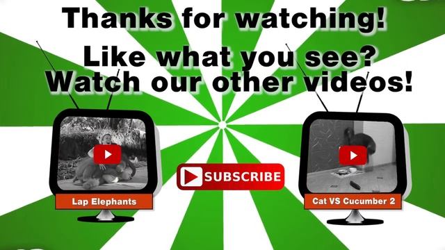 Смешные слоны Так мило! (БГ) [Эпическая смеется] смотреть онлайн