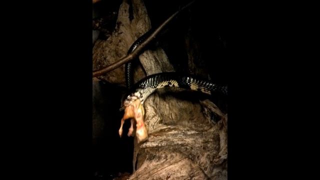 Naja melanoleuca смотреть онлайн