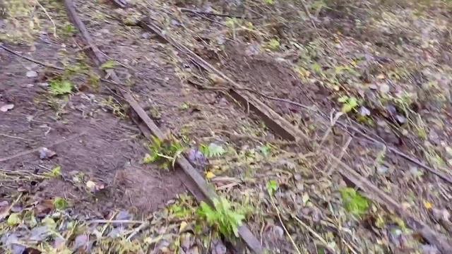 Снова поиски в тайге.Находки радуют. смотреть онлайн