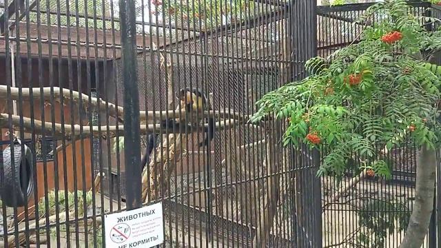 Мангусты. Игры. смотреть онлайн