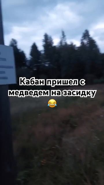 Засидка, охота на кабанов... #юмор смотреть онлайн
