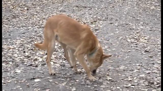 В 2022 году зареченцы подкинули в «Лохматый друг» 45 щенков смотреть онлайн