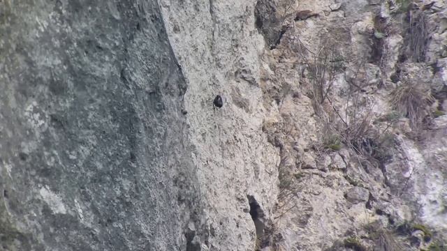 Wallcreeper - Tichodroma muraria - Tichodrome - Rotskruiper / Dinant - Belgium / 31-12-2014 смотреть онлайн