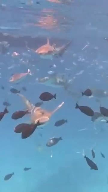 Nurse Shark Maldives trip #maldives #nurseshark #shortsfeed смотреть онлайн