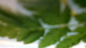 Петушок идёт домой(Рано утром мама-квочка в класс отправила сыночка(наброски)