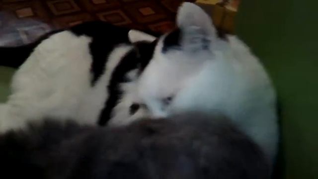 Кеша и Ася смотреть онлайн