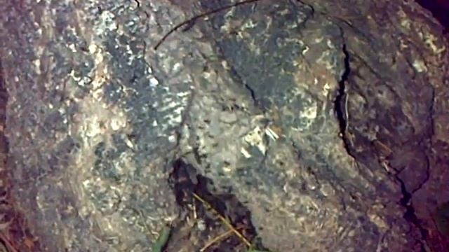 Reinas Acromyrmex lundi preparándose para el vuelo nupcial смотреть онлайн