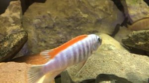 Альфа самец Лабеотрофеус тревавас Тумби вест