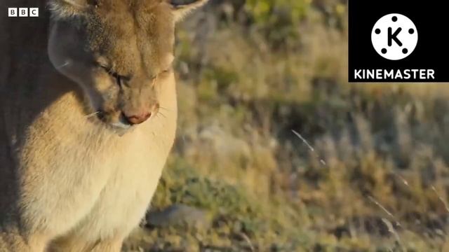 Puma vs Leopard Who Will Win 🤔🤔 ???? смотреть онлайн