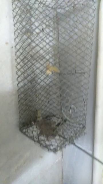 Chuha pakarne ki ninja technique! Rat caught😂. смотреть онлайн