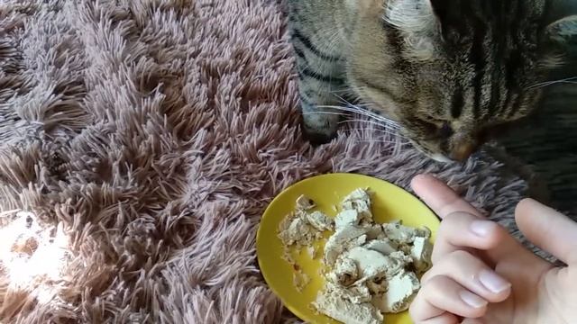 Cat Vlogs. Cat hunter. Curious cat. смотреть онлайн