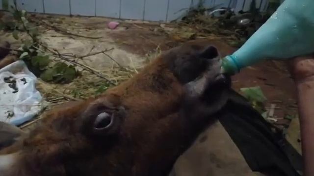 Гоша смотреть онлайн