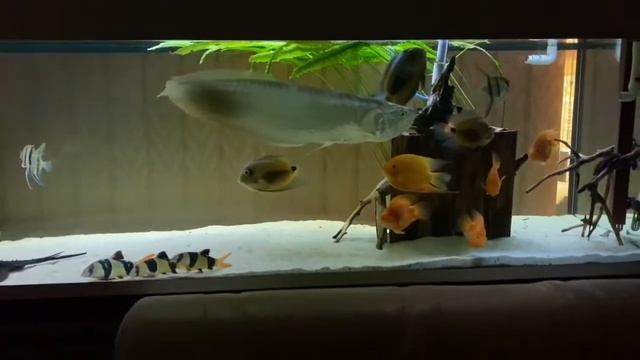 АРОВАНА смотреть онлайн