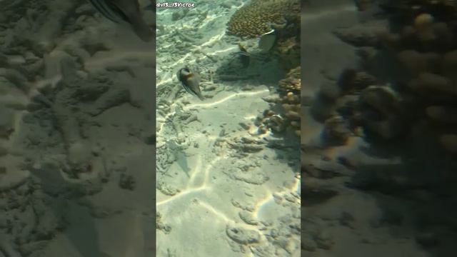 На дне Индийского океана (7)🐠 смотреть онлайн