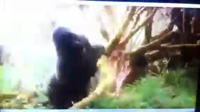 National Geographic Tune смотреть онлайн