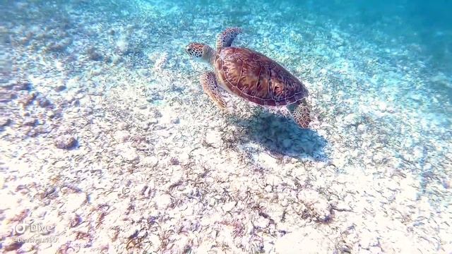 Grand Cayman 2019 смотреть онлайн