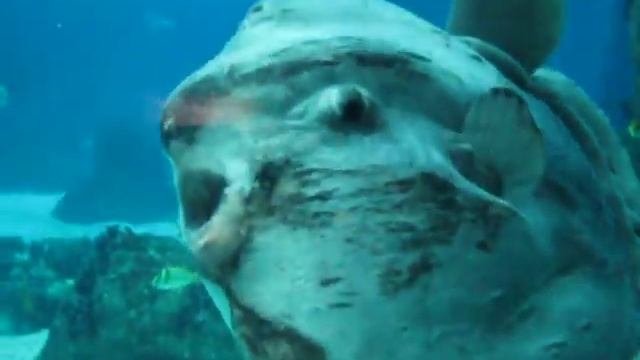 Peixe-lua - ocean sunfish 2 смотреть онлайн
