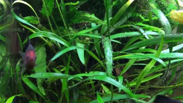 BARBO TETRA | Cuidados y Alimentación | Puntius nigrofasciatus | AcuariosLP смотреть онлайн