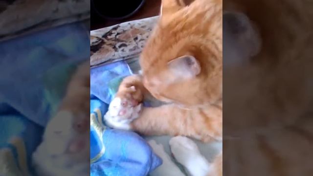 Смешное видио смотреть онлайн