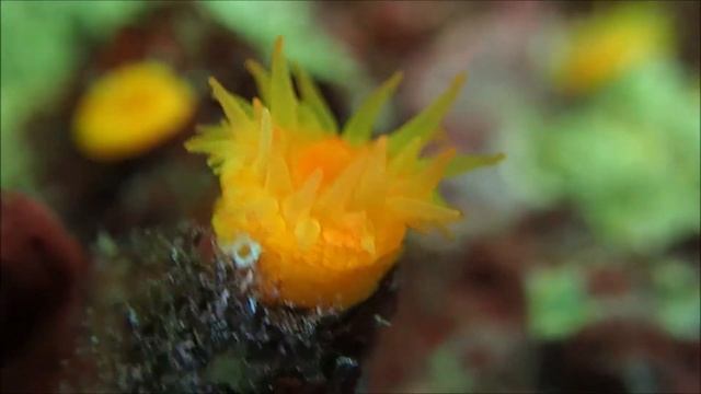 Stony Cup corals Leptopsammia pruvoti in Cretan Archipelagos смотреть онлайн