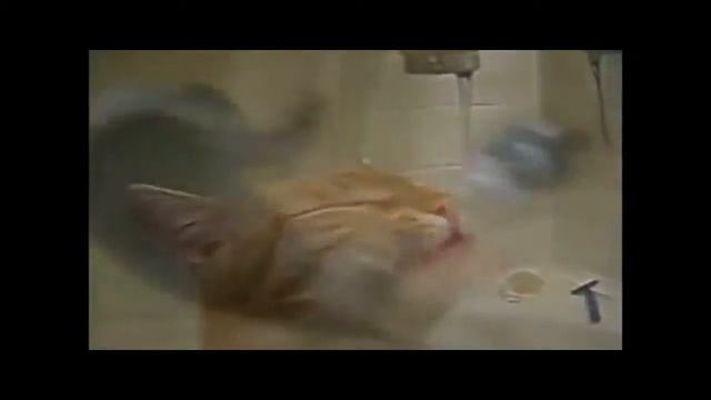 ТАКОЙ СУШНЯК !!! / Fun! Funny animals! Funny Cats! смотреть онлайн