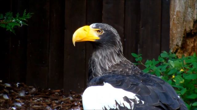Stellers Sea Eagle 1080p Full HD смотреть онлайн