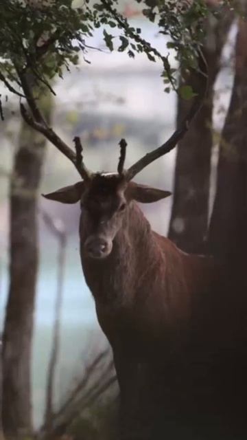 Filming wild deer in Italy 歷🎥 #animals #nature #wildanimals #photography смотреть онлайн