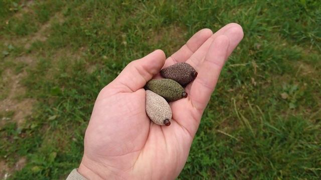 For Carp fishing In Line Horizont/karpiniai svareliai смотреть онлайн