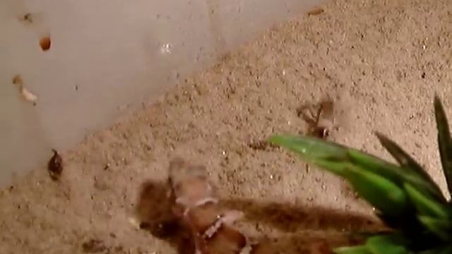 Hemidactylus Triedrus смотреть онлайн