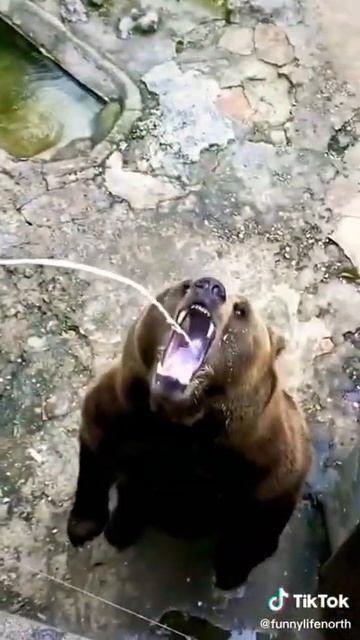 Funny Bear's acting like people😂🌟 смотреть онлайн